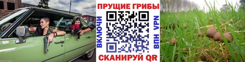 ссылка на мегу tor Новодвинск Галлюциногенные грибы MAGIC MUSHROOMS